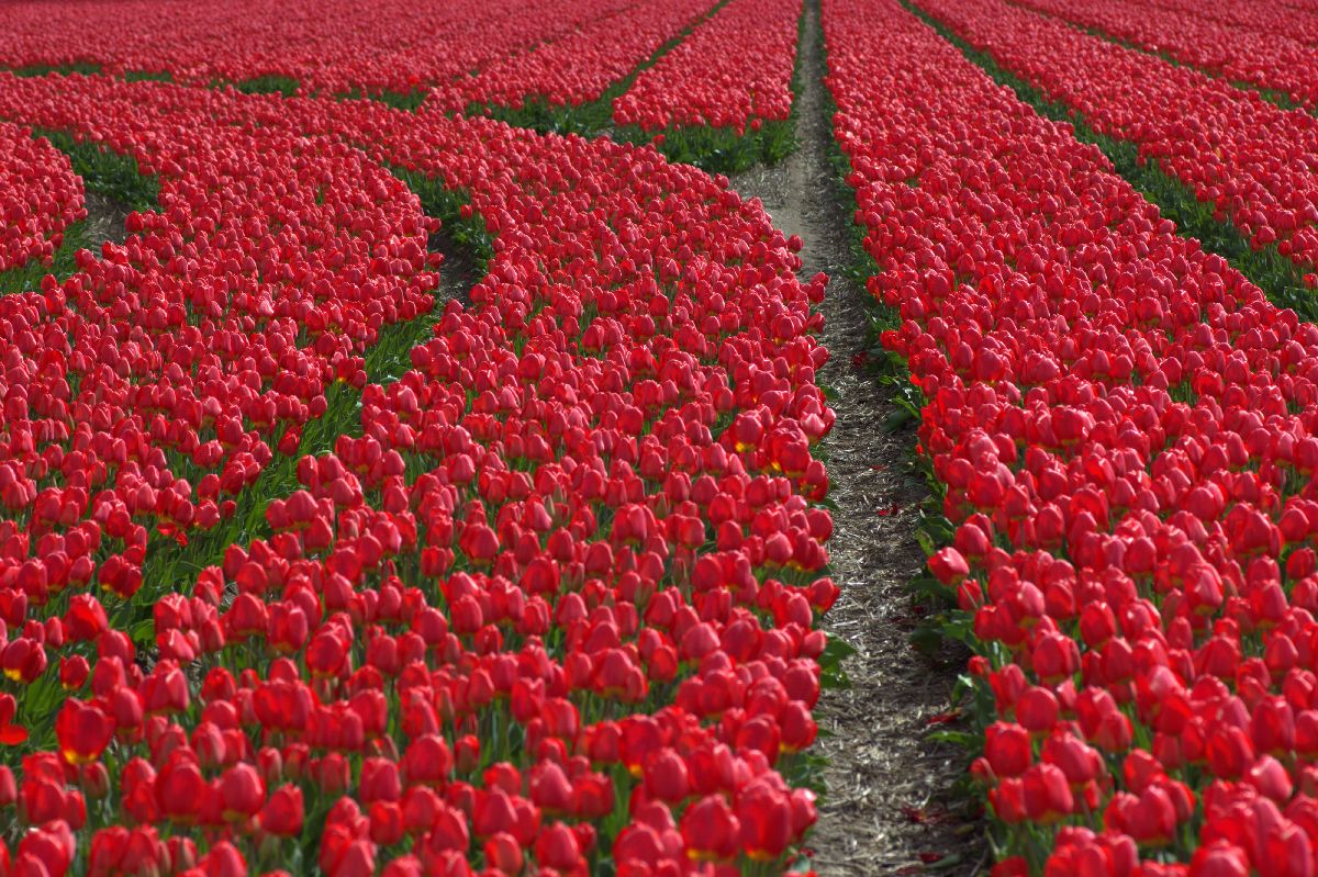 Een tulpenveld waar de rijen afbuigen