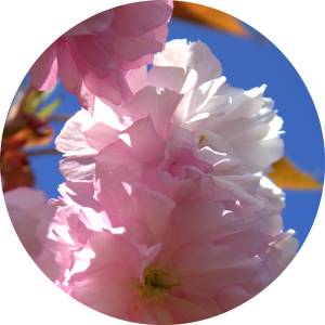 Roze bloem