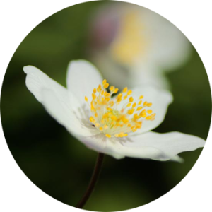 Droogbloem